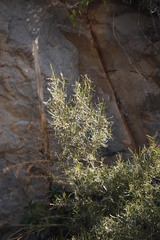 Euclea linearis