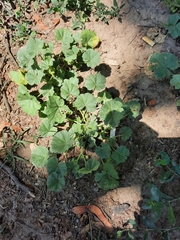 Malva pusilla