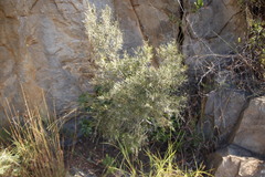 Euclea linearis