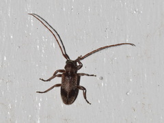 Exocentrus punctipennis
