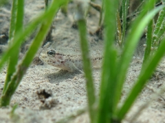 Gobius couchi