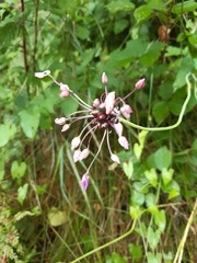Allium oleraceum