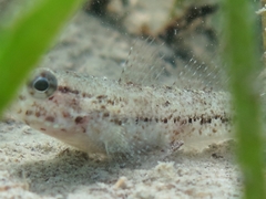 Gobius couchi