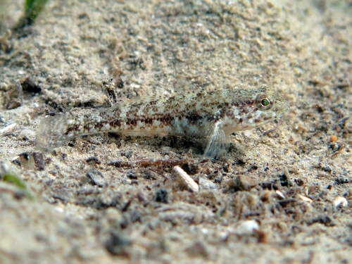 Couch's goby