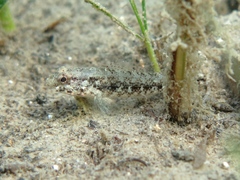 Gobius couchi