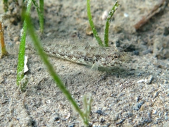 Gobius couchi
