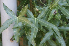 Cussonia natalensis