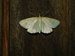 Psammotis pulveralis