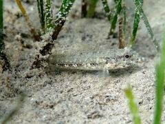 Gobius couchi