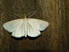 Psammotis pulveralis