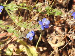 Anchusa azurea