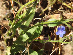 Anchusa azurea