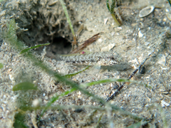 Gobius couchi