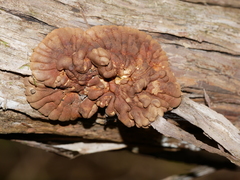 Hypocreopsis amplectens