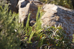 Phymaspermum athanasioides