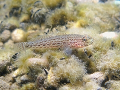 Gobius fallax