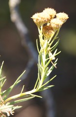 Phymaspermum athanasioides