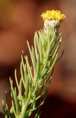 Phymaspermum athanasioides