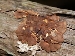 Hypocreopsis amplectens
