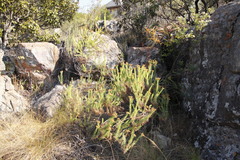 Phymaspermum athanasioides