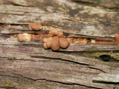 Hypocreopsis amplectens