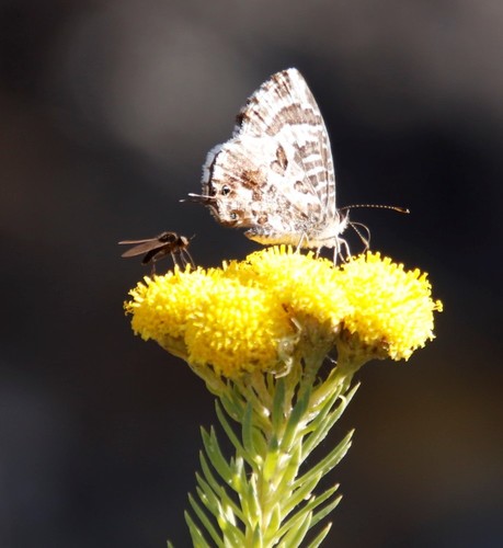 Image of Phymaspermum athanasioides by (c) Tony Rebelo, some rights reserved (CC BY-SA)