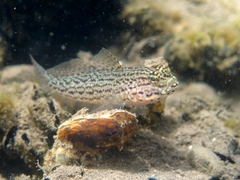 Gobius fallax