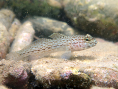Gobius fallax