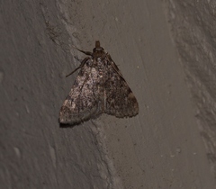 Aglossa pinguinalis