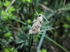 Cynaeda dentalis