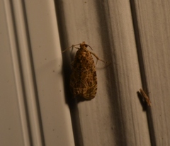 Olethreutes olivaceana