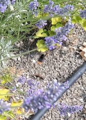 Bombus lapidarius