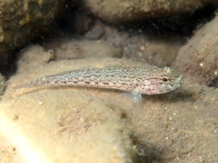 Gobius fallax