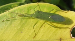 Homoeocerus graminis