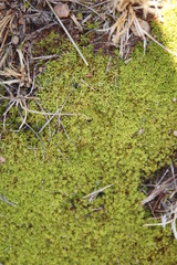 Trichostomum brachydontium