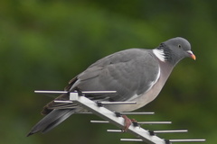 Patagioenas
