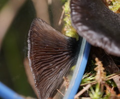 Resupinatus niger