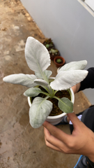 Magnoliopsida