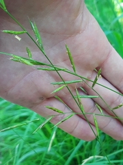 Brachypodium pinnatum