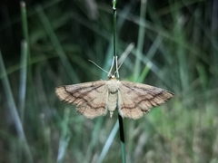 Idaea rufaria