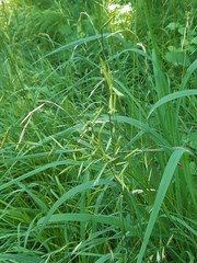 Brachypodium pinnatum