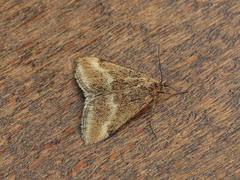 Pyrausta aerealis