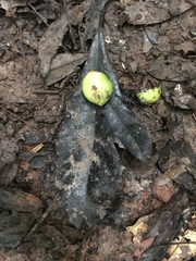 Athertonia diversifolia