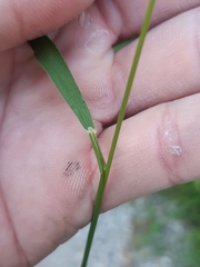 Brachypodium pinnatum