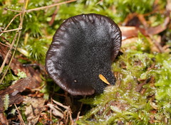 Resupinatus niger