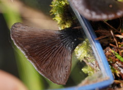 Resupinatus niger