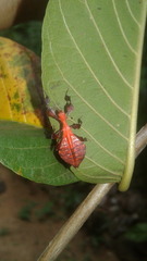 Pulchriphyllium bioculatum