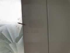 Neides aduncus