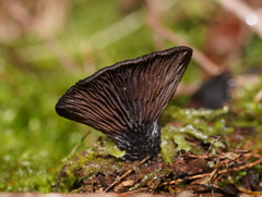 Resupinatus niger
