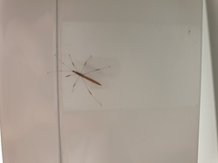 Neides aduncus